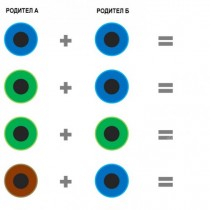 Какъв ще е цветът на очите на детето ви (снимка)