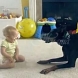 Както си играеше с бебето, кучето изръмжа и се втурна към него, захапа го за памперса и ето какво се случи!