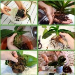 Как правилно да пресадим орхидеята и какво се правят гнилите корени - пълно ръководство за начинаещи и напреднали: