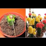 Ако обичате кактуси, ето как лесно да ги размножите и съчетаете красиви видове. Цяла бодлива градинка: