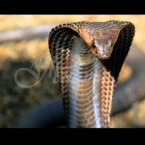 Огромна кралска кобра пропълзя в селото и поиска помощ