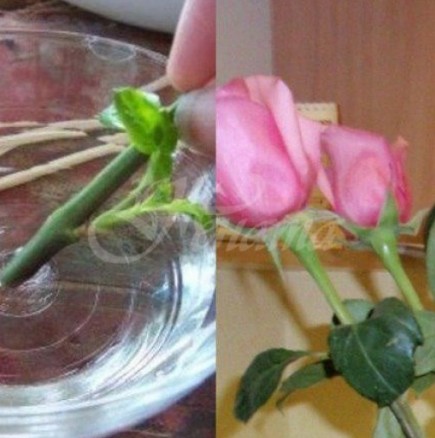 Как да си отгледаме роза от букета, който са ни подарили- 3 изпитани метода за пускане на корени