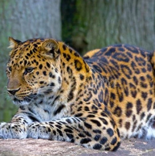 Снимка на леопард, който се е прикрил сред скалите предизвика всички да го търсят