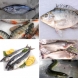 Черен списък на 8 вида риба, от които е по-добре да откажете, заради високи нива на живак