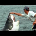 Рибар спаси 6-метрова бяла акула и тя не спира да му благодари всеки ден 