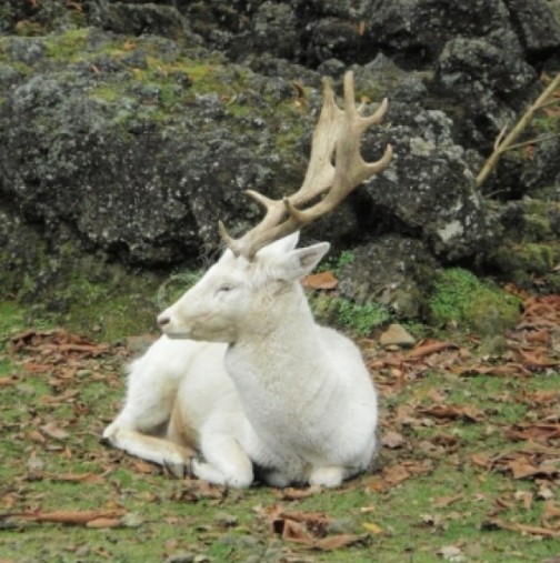 Щастлива поличба! Бял елен слезе от планината в Карловско!