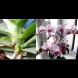 Насила хубост не става, но и най-упоритата орхидея се отрупва в пищен цвят с тази екстремна стимулация:
