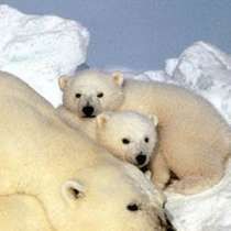 5000 бели мечета ще се родят по Нова година на Северния полюс