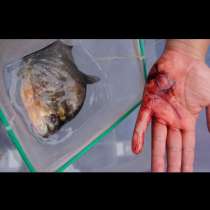 Риба пираня отхапа пръста на дете