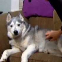 Хъски , което краде храна за кучета от магазин - Видео