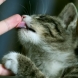 Защо котките ближат собствениците си?