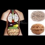 Лекарство от Бога: 10 храни, които удивително наподобяват органите, които лекуват