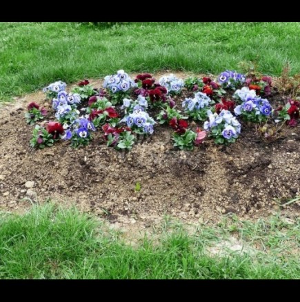 Цветя за починалите: 7 растения, които се садят на гробище. Ето кои са символите на животът на душата след смъртта!