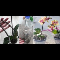 Как да си отгледаме бебе-орхидея в бутилка - най-лесният метод без хормонални пасти:
