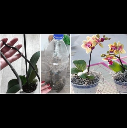 Как да си отгледаме бебе-орхидея в бутилка - най-лесният метод без хормонални пасти: