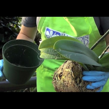 Полудяват от цъфтеж през цялата година: ТРИТЕ правила за поливане на орхидеи