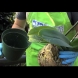 Полудяват от цъфтеж през цялата година: ТРИТЕ правила за поливане на орхидеи