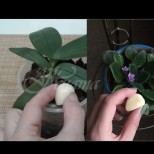 Защо поставям скилидка чесън в саксията със стайни растения? Цветята ми полудяха, а орхидеите ми не спират да цъфтят!