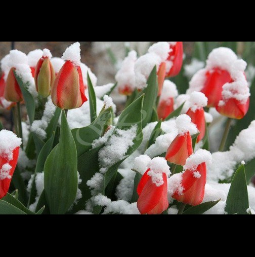 Тази година пролетта идва преди зимата - ето какви климатични аномалии ни очакват през февруари: