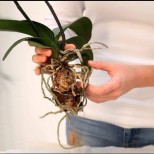 6те грешки, които правите в грижата за орхидеи и те умират! Особено третата ви гарантира бавна смърт на орхидеята.