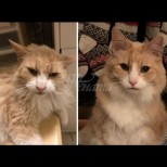 Мили котенца преди и след като са ги осиновили (Снимки)