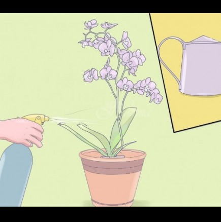 Мини орхидея Фаленопсис: 5 безценни съвета на професионалните градинари!