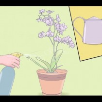 Мини орхидея Фаленопсис: 5 безценни съвета на професионалните градинари!