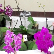 Откакто научих тези 7 трика за орхидеите у нас стана като батаническа градина