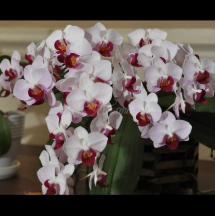 5 домашни торове, с които орхидеите ми пощуряха от цъфтеж. Вече няма как и опорна пръчка да им сложа, така са натежали от цвят!
