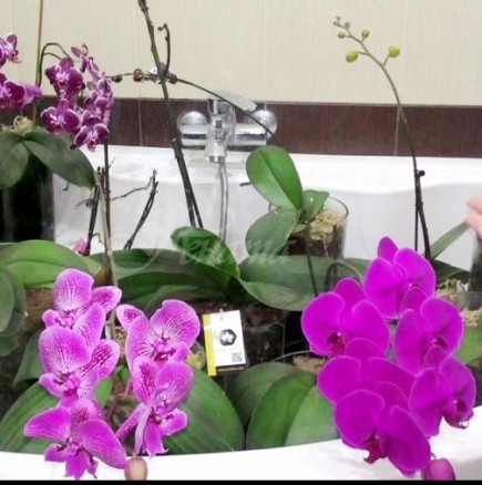Откакто научих тези 7 трика за орхидеите у нас стана като батаническа градина