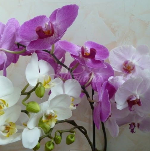 Любимата ми орхидея цъфти като луда! Ето начинът да приготвим вкусно лакомство за разкошния цъфтеж на орхидеите
