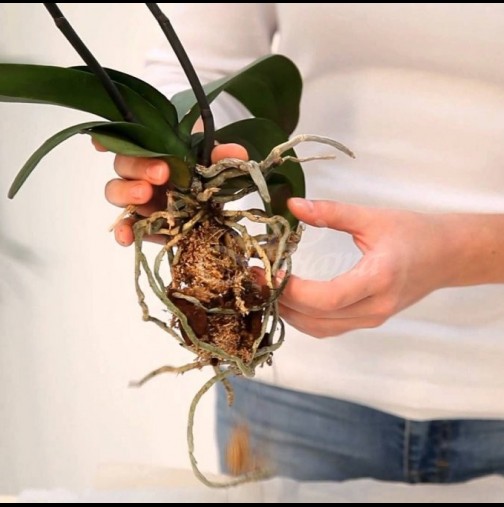 6те грешки, които правите в грижата за орхидеи и те умират! Особено третата ви гарантира бавна смърт на орхидеята.