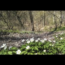 Хороскоп за утре 13 март-РИБИ  Ярка делова сполука, ВОДОЛЕЙ Напълно успешен ден