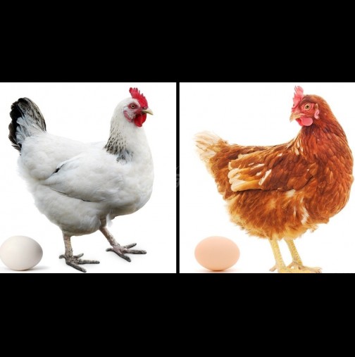 Бели или кафяви? Ето кои яйца са по-полезни и какво да изберем в магазина: