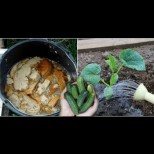 Така подхранва краставиците дядо, за да не жълтеят листата и да има урожай до късна есен: