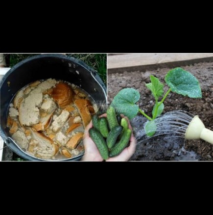Така подхранва краставиците дядо, за да не жълтеят листата и да има урожай до късна есен: