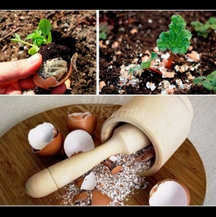 Как да си направим хранителен домашен тор от използвани яйца - подхранва и пази от всякакви гадинки в градината: