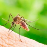 Средства за защита срещу комари, които ги имате вкъщи