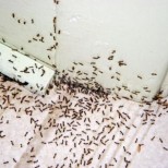 Само поръсих с тази подправка дома си и помен нямам вече от ужасните мравки
