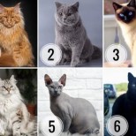 Изберете котката, която най-много ви харесва и ще разберете какъв мъж ви трябва