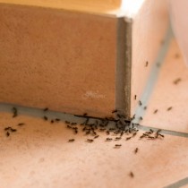 10 бързи начина за справяне с мравките