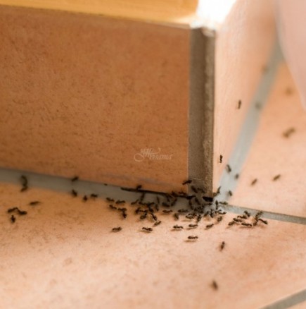 10 бързи начина за справяне с мравките