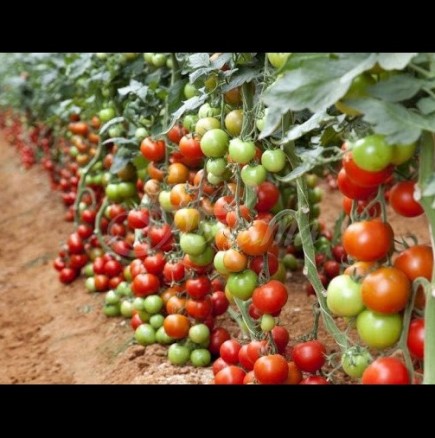 Универсален тор за подхранване - 3 пъти на сезон и доматите се отрупват с плод! 