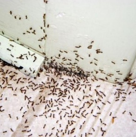 Само поръсих с тази подправка дома си и помен нямам вече от ужасните мравки