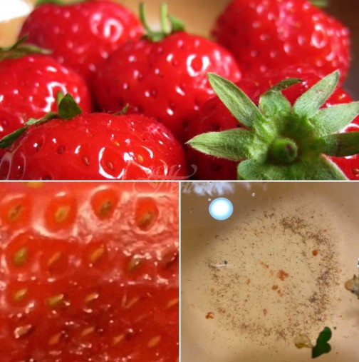 Задължително слагайте ягодите в солена вода преди да ги консумирате ако искате да се отървете от малките червейчета в тях-Видео