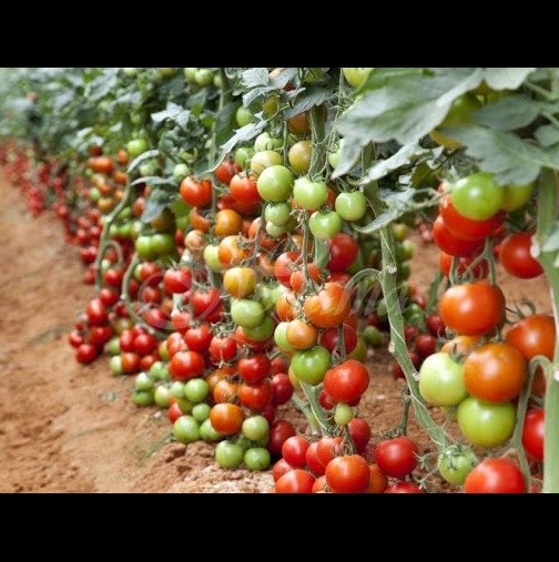 Универсален тор за подхранване - 3 пъти на сезон и доматите се отрупват с плод! 