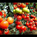2 вида подхранване на доматите-С борна киселина и дървесна пепел за обилна реколта