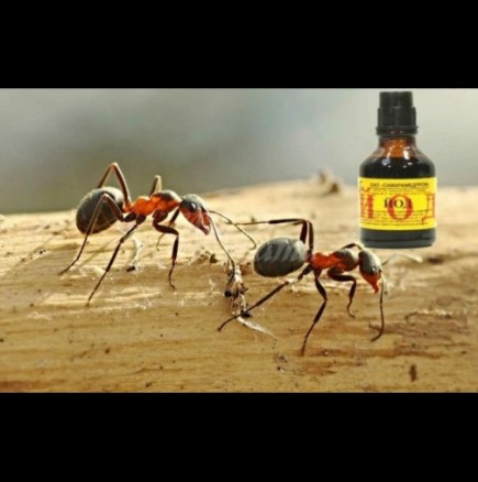 С 1 шишенце йод се спасявам за цяло лято: пръскаш и от мравките няма следа на следващия ден!
