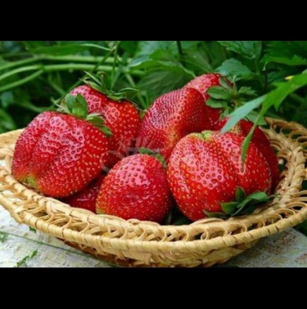 Как да познаем дали ягодите са сладки и вкусни? Най-безпогрешните методи:
