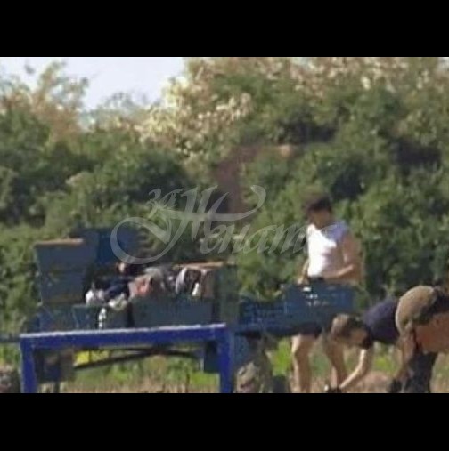 Британците закъсаха с брането на реколтата-Няма ги българите-Видео